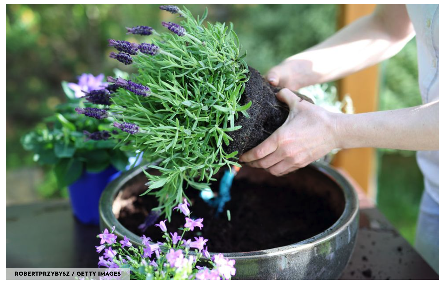 Container Mass Planting Everything you Need to Know about Container Gardening